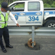 Illustration for article titled Ecuador Cops Save Tiny Terrified Sloth In Most Adorable Highway Rescue Ever